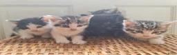 Mixed Breed cats for sale: 5 kittens for sale  - Advert 34