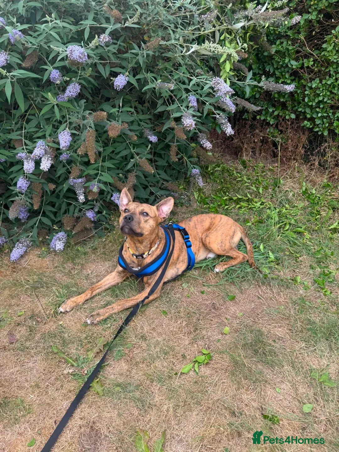 Mixed Breed dogs for sale: Bandit- Bull lurcher rescue  in Newark - Advert 3
