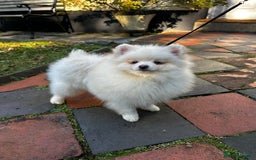 Pomeranian dogs for sale: Beautiful Pomeranian Teddy Bear Puppies - Advert 12