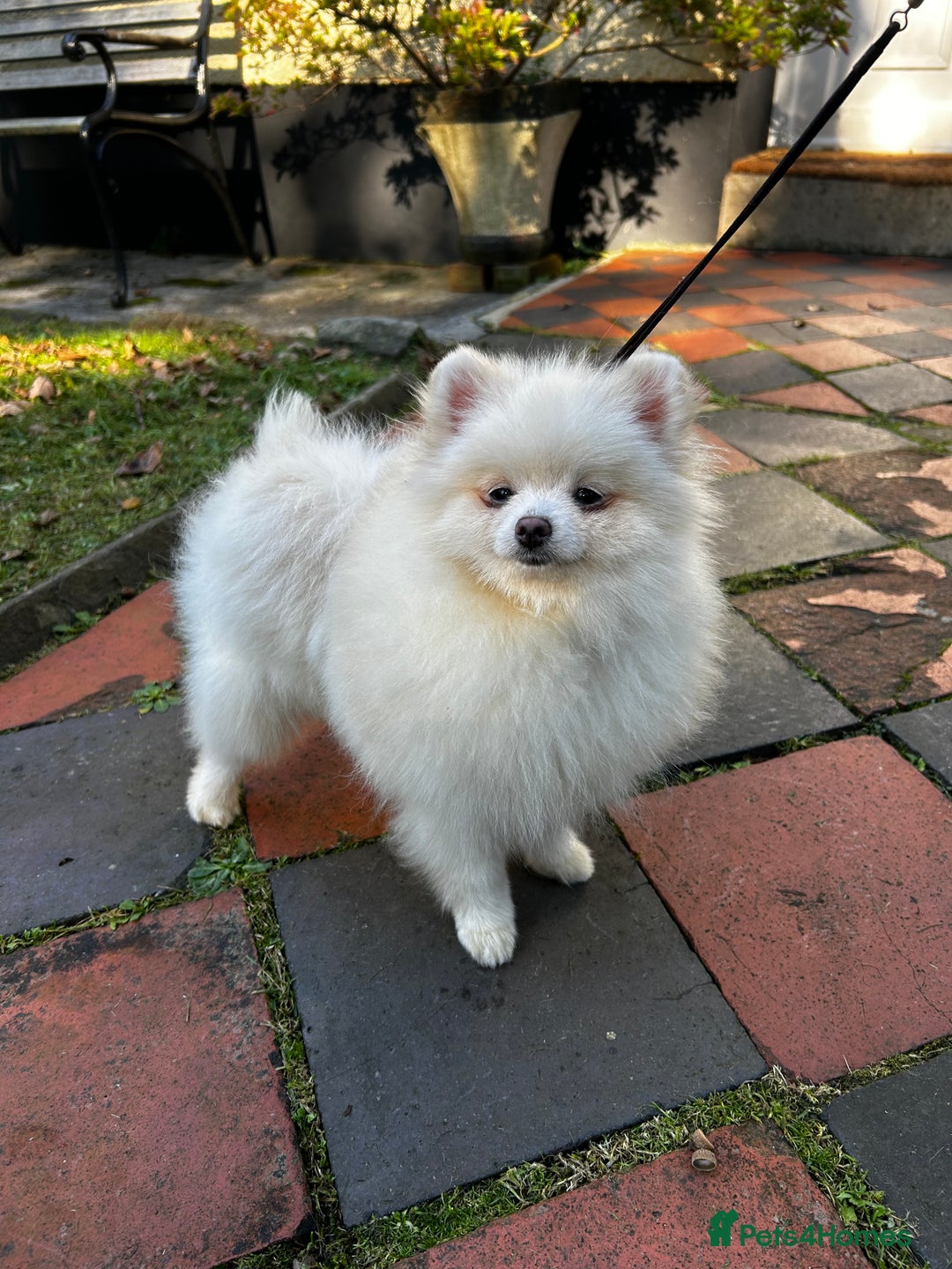 Pomeranian dogs for sale: Beautiful Pomeranian Teddy Bear Puppies - Advert 12