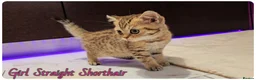 British Shorthair cats for sale: British Blue & Munchkin Kittens & Scottish Fold - Advert 19