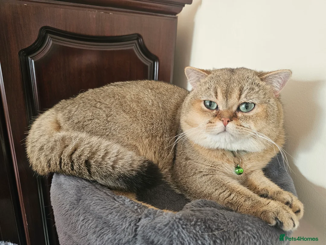 British Shorthair cats for sale: Blue, Feline - Advert 30