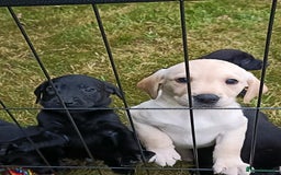 Labrador Retriever dogs for sale: Gorgeous Labrador puppies for sale  - Image 10