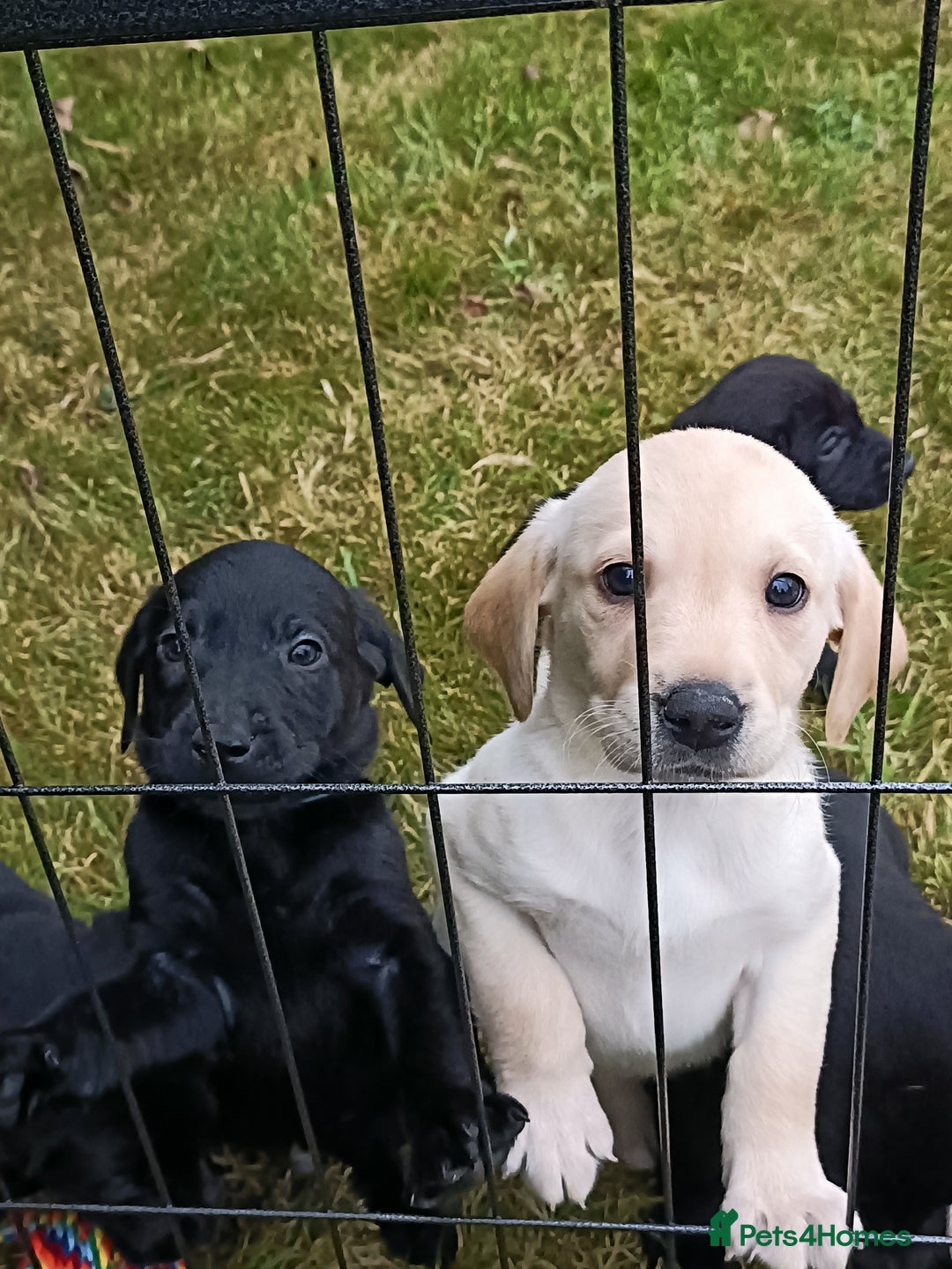 Labrador Retriever dogs for sale: Gorgeous Labrador puppies for sale  - Image 10