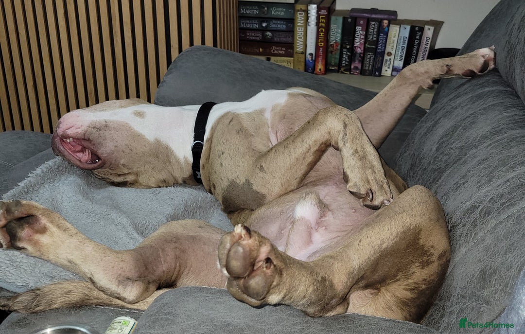 Mixed Breed dogs for sale: Looking for a new home - Image 8