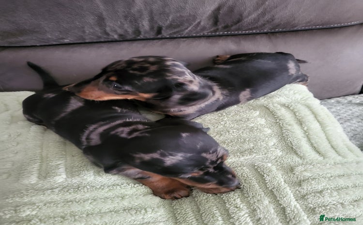 Dachshund dogs - Advert 2