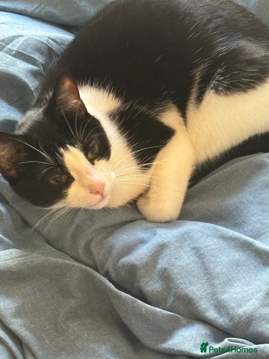 Mixed Breed cats for sale: Two female house cats  - Advert 2