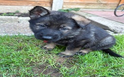 German Shepherd dogs for sale: 10 amazing german shepherd puppies - Advert 15