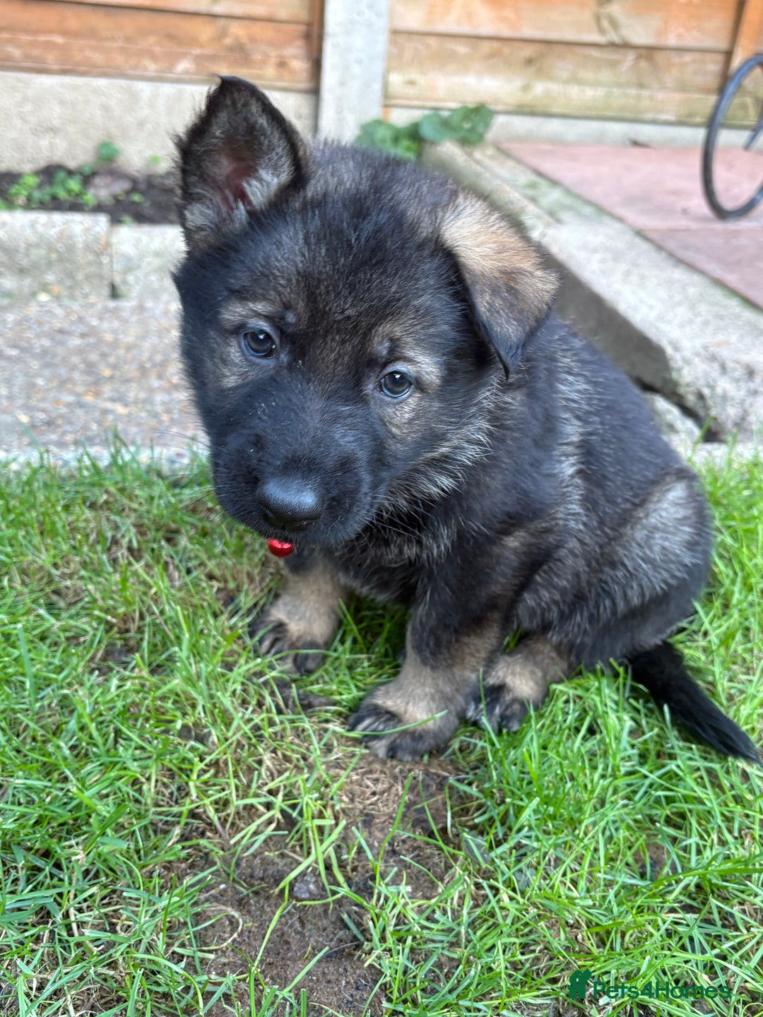 German Shepherd dogs for sale: 10 amazing german shepherd puppies - Advert 15