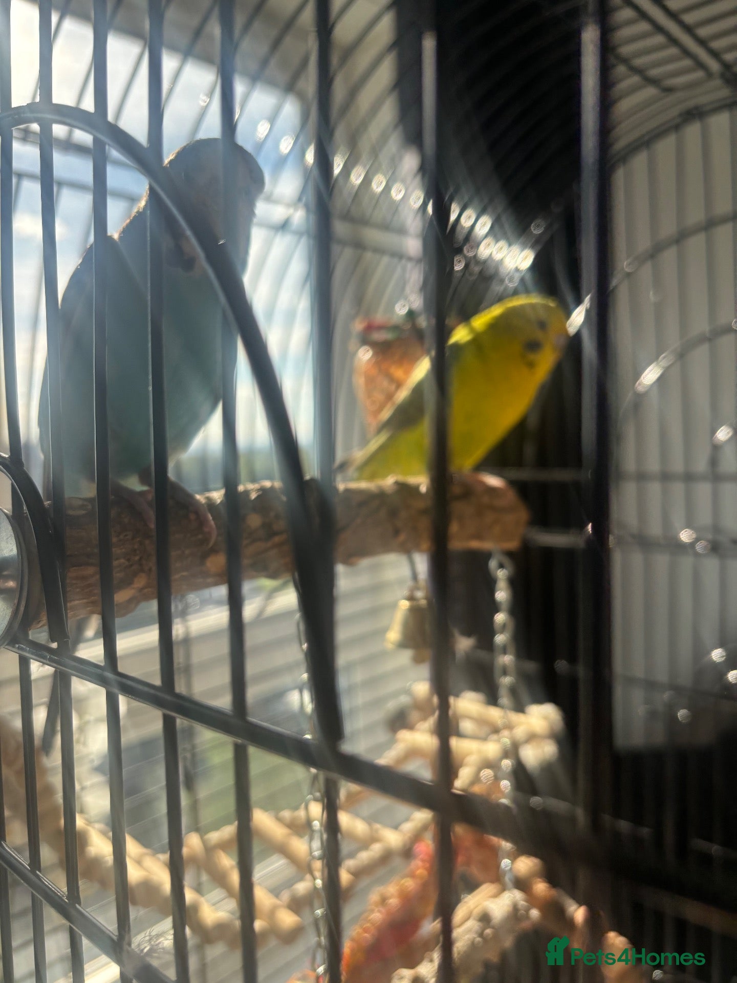Budgerigars birds 2 lovely budgys - Advert 1