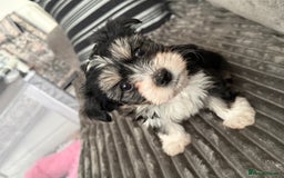 Morkie dogs for sale: Morkie puppies - Advert 8
