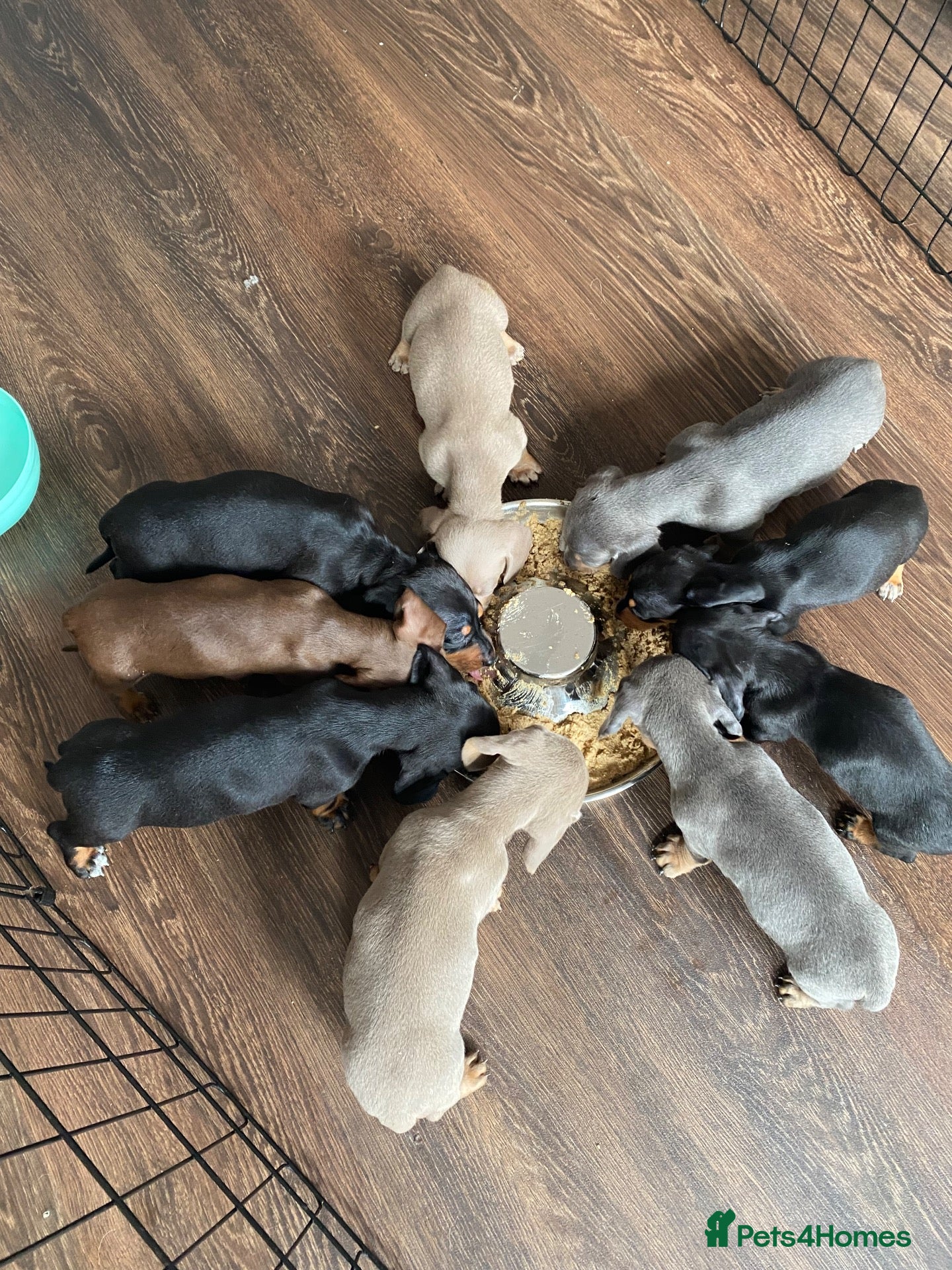 Dachshund dogs 9 Miniature Dachshunds – Ready 19th October! - Advert 7