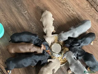 Dachshund dogs 9 Miniature Dachshunds – Ready 19th October! - Advert 7