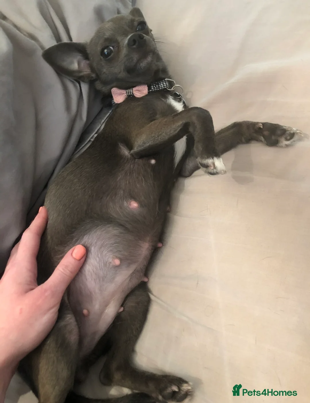 Chihuahua dogs for sale: Stunning Chihuahua Puppies READY NOW - Advert 2