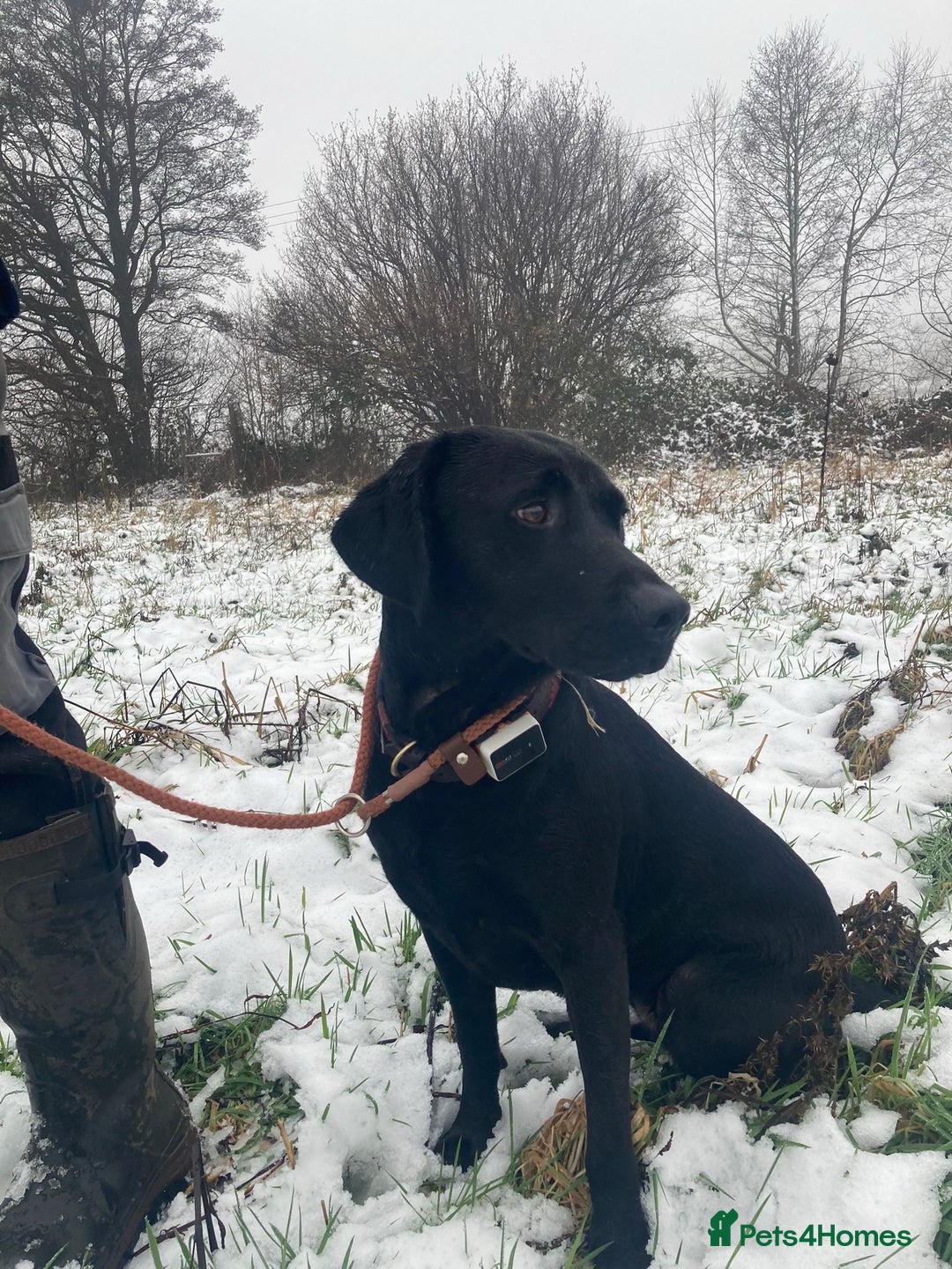 Labrador Retriever dogs for sale: Field trial working Labrador puppies  - Image 6