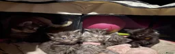 Maine Coon cats for sale: Pure Maine coon kittens  - Advert 6