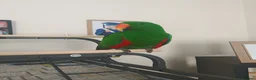 Parrots birds for sale: Male eclectus approximately 8 years old - Advert 4