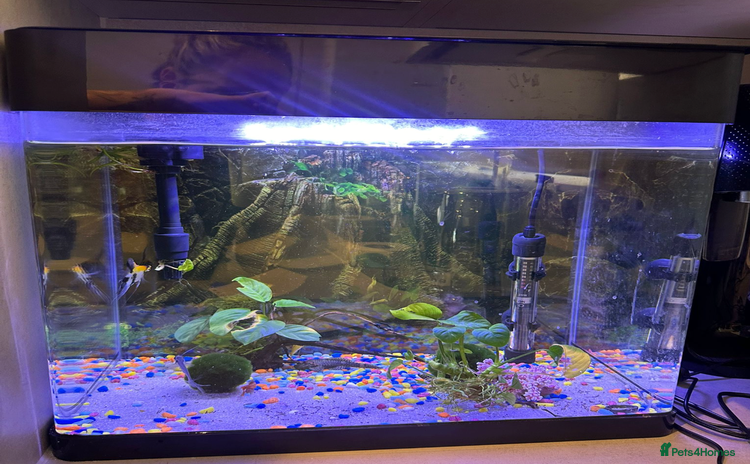 Other/Mixed Breed fish - Advert 1