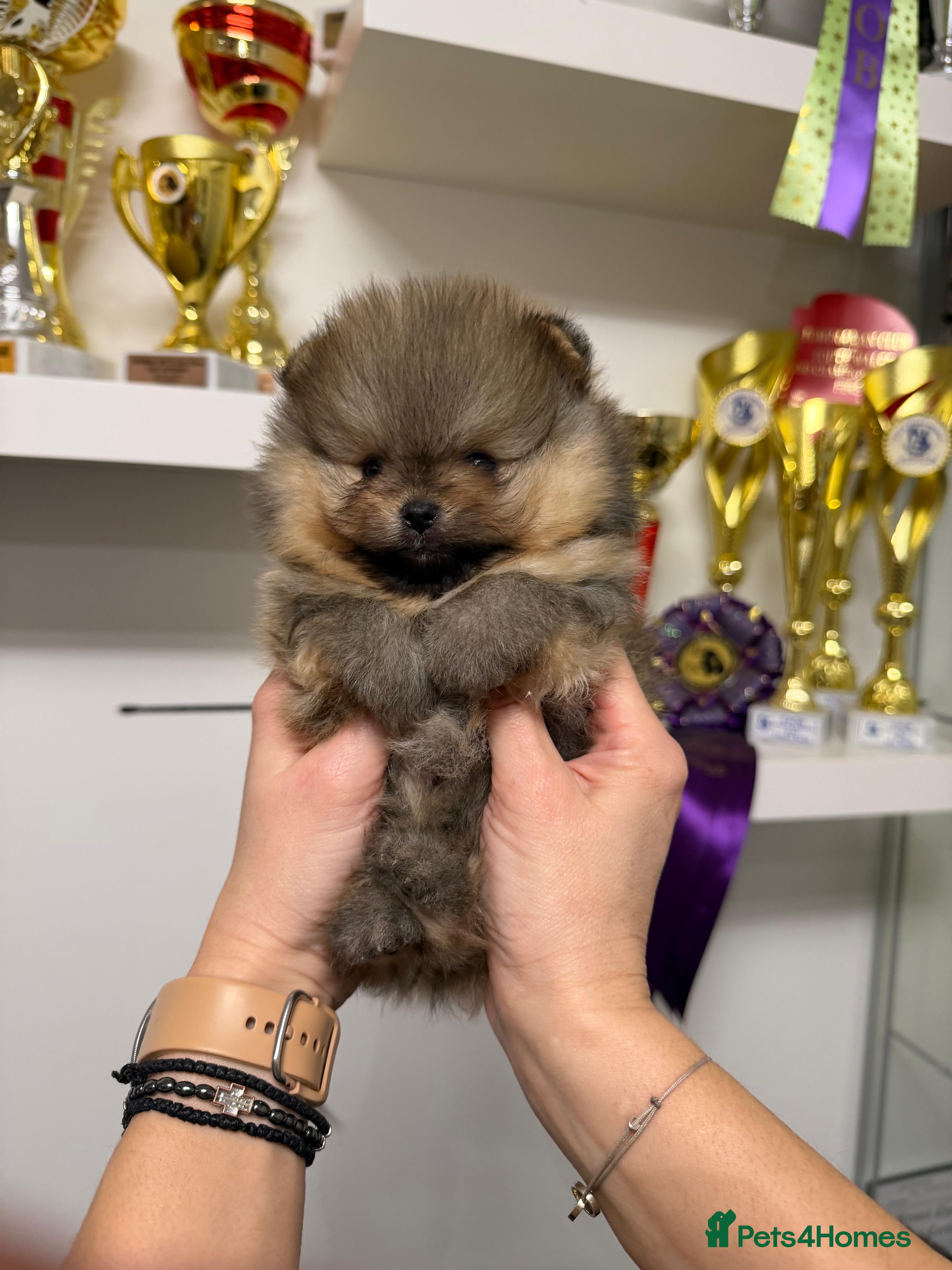 Pomeranian dogs ♥️ Adorable Pomeranian Puppies ♥️ - Advert 9