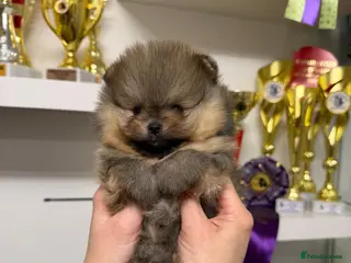Pomeranian dogs ♥️ Adorable Pomeranian Puppies ♥️ - Advert 9