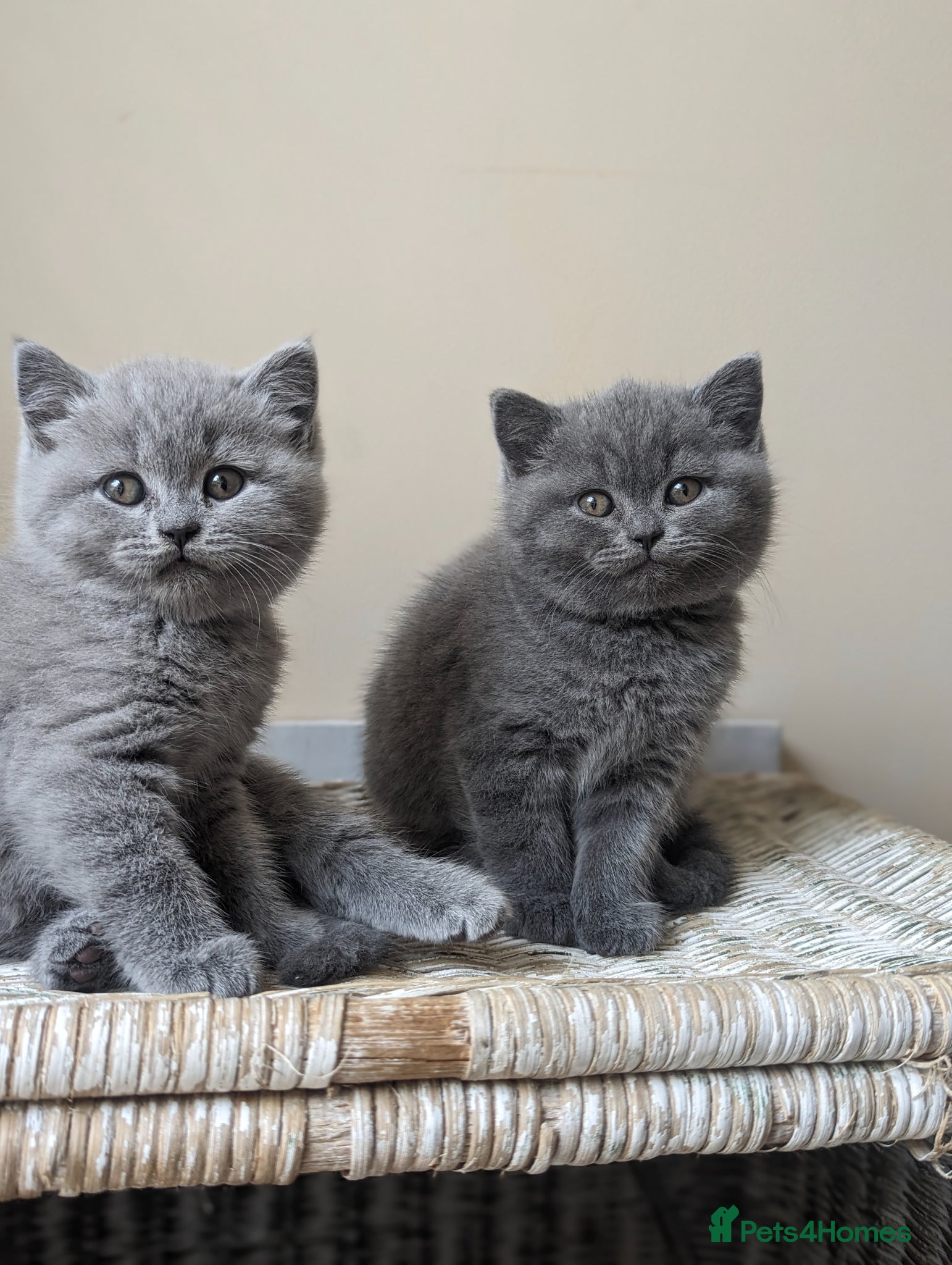 British Shorthair cats 1 girl available Parents Pedigree DAD x5 champion  - Advert 10