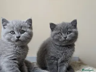 British Shorthair cats 1 girl available Parents Pedigree DAD x5 champion - Advert 10