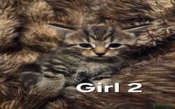 Mixed Breed cats for sale: 5 Adorable Kittens Ready for New Homes! - Image 8