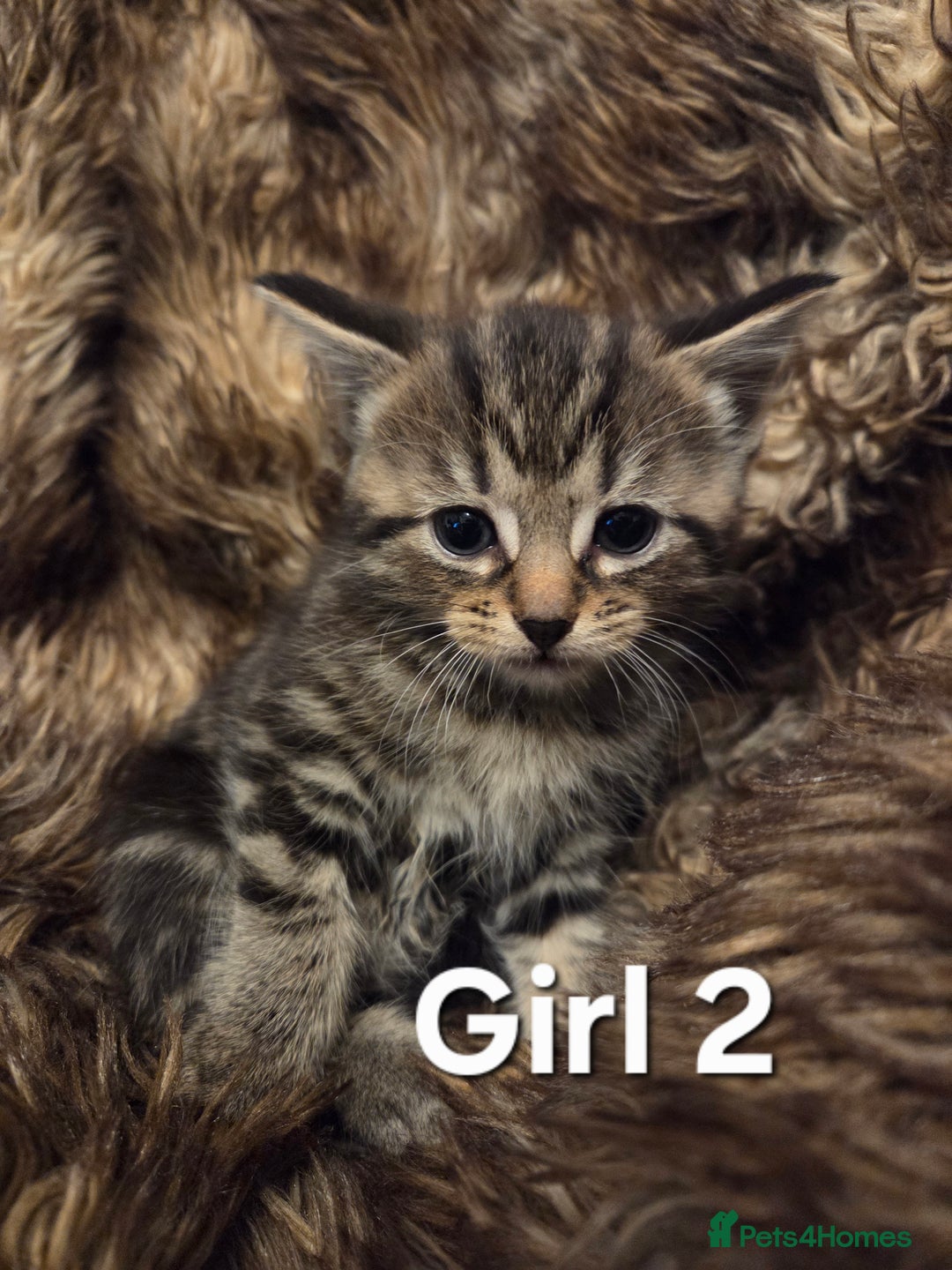 Mixed Breed cats for sale: 5 Adorable Kittens Ready for New Homes! - Image 8