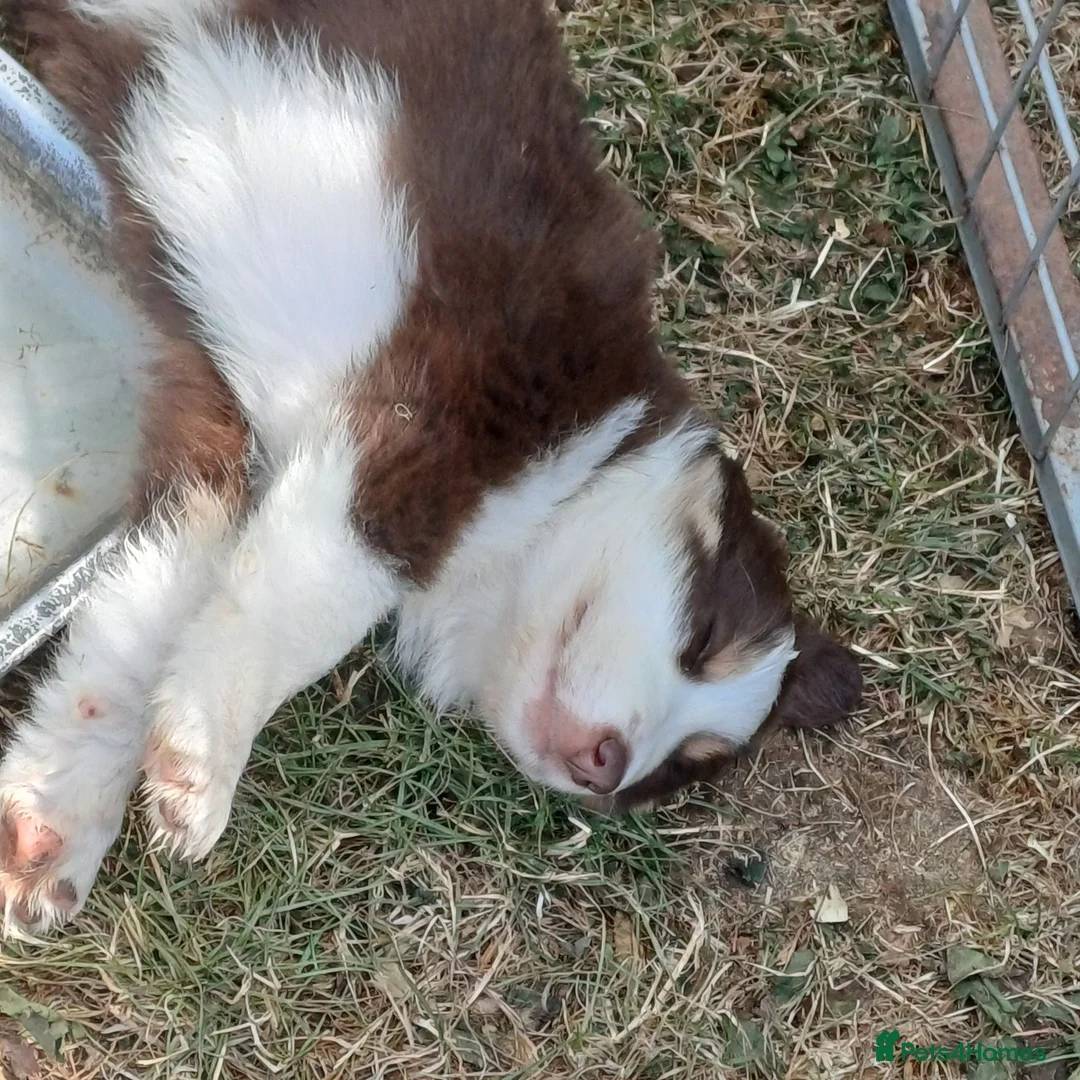 Border Collie dogs for sale: Border Collie Puppies Ready August 1st - Advert 11