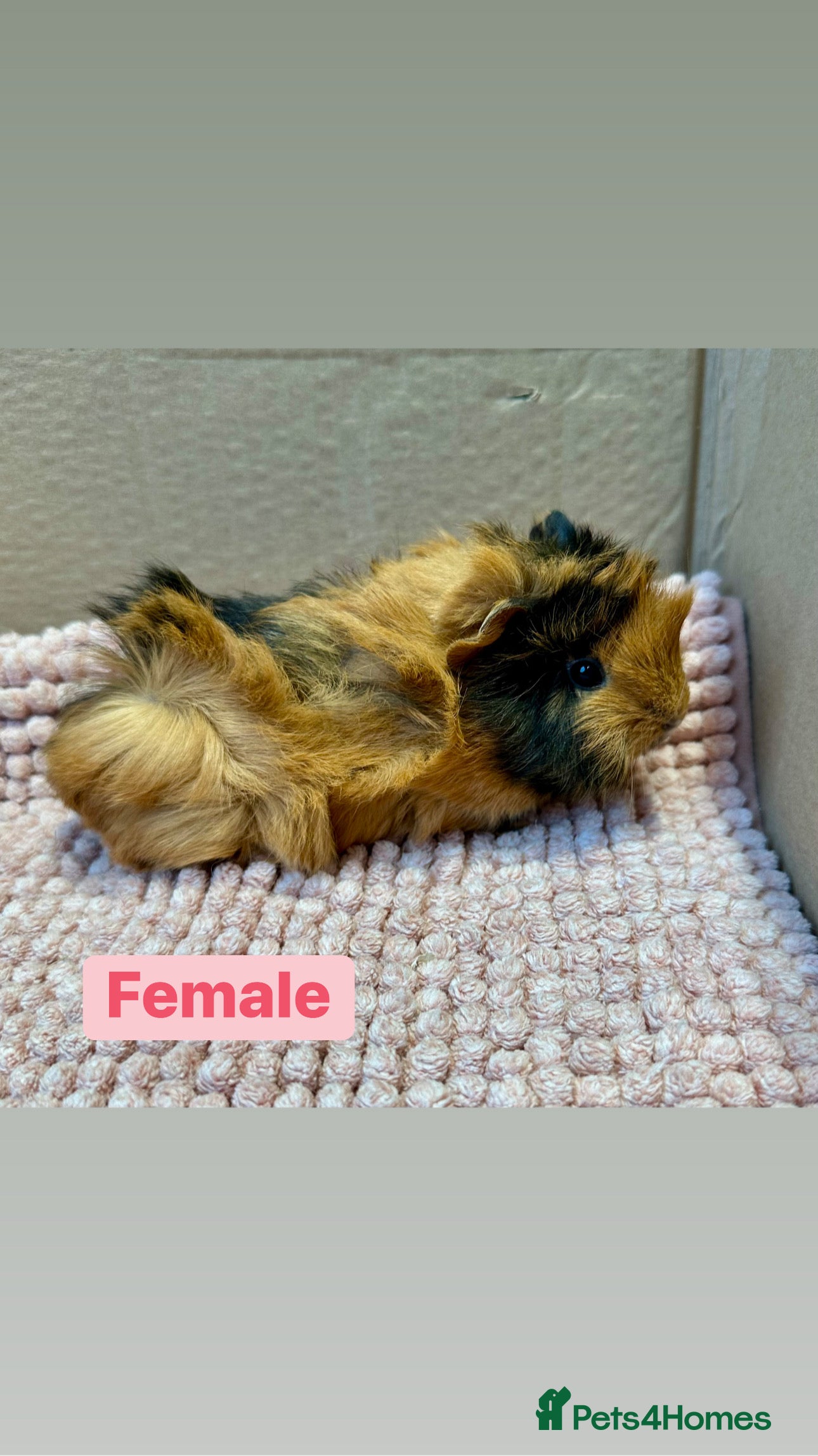 Guinea Pig rodents Young Guinea pigs  - Advert 15