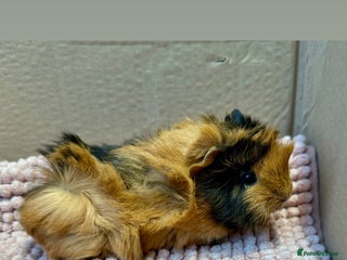 Guinea Pig rodents Young Guinea pigs - Advert 15