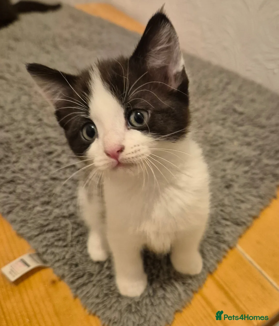 Ragdoll cats for sale: Ragdoll cross boys !!!! in Rotherham - Advert 2
