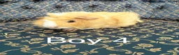 Guinea Pig rodents for sale: Baby boar Guinea Pigs in Trowbridge - Advert 11