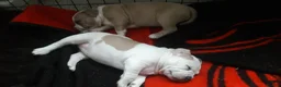 American Bully dogs for sale: American Bully Standard  - Advert 13