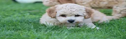Cavapoochon dogs for sale: CAVAPOOCHON PUPPIES FOR SALE - Advert 17