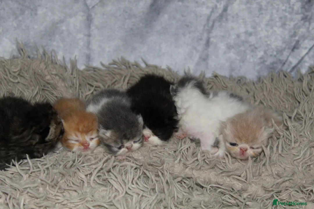 Persian cats for sale: Beautiful Persian kittens in Doncaster - Advert 1