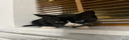 Mixed Breed cats for sale: Adorable Kittens Ready for Their Forever Homes🐾 - Advert 14