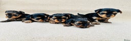 Yorkshire Terrier dogs for sale: Beautiful litter of Yorkshire terrier puppies - Advert 4