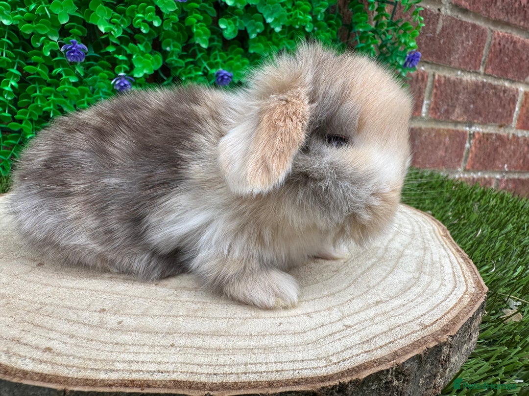 Mini Lop rabbits for sale: Stunning mini lops - Image 15