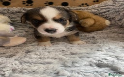 Welsh Corgi Cardigan dogs for sale: WELSH CARDIGAN CORGI BABIES FROM 5 ⭐ LICENSED HOME - Image 40
