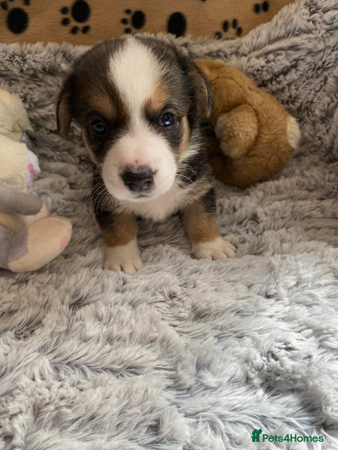 Welsh Corgi Cardigan dogs for sale: WELSH CARDIGAN CORGI BABIES FROM 5 ⭐ LICENSED HOME - Image 40