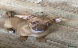 Jack Russell dogs for sale: Jack Russell Girl  - Image 2