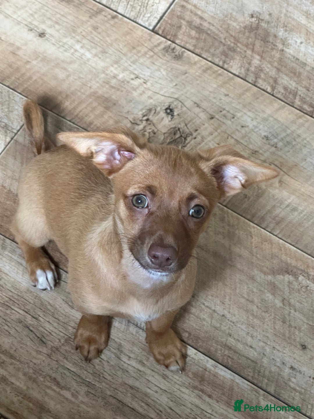 Jack Russell dogs for sale: Jack Russell Girl  - Image 2