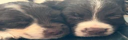 English Springer Spaniel dogs for sale: Springer spaniel puppies  - Advert 5