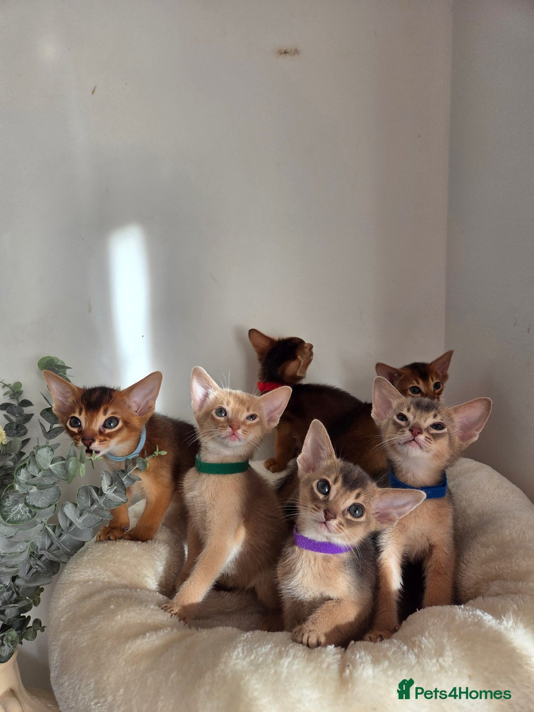 Abyssinian cats for sale: Gorgeous Tica  Abyssinian Kittens  - Advert 9