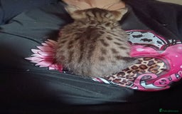 Savannah cats for sale: Gorgeous boy savannah  - Image 3
