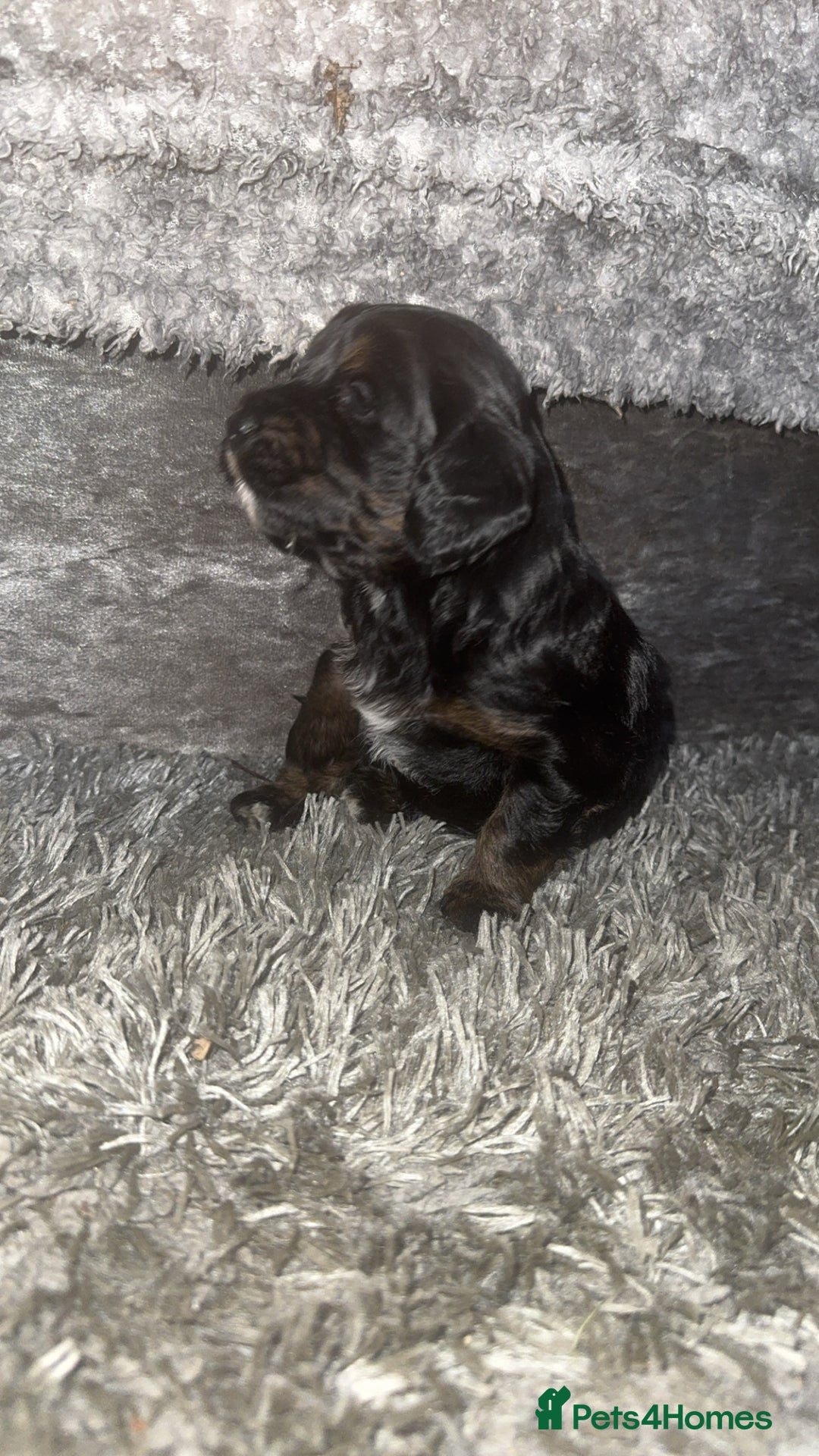 Cockapoo dogs for sale: F1B cockerpoo pups - Advert 9