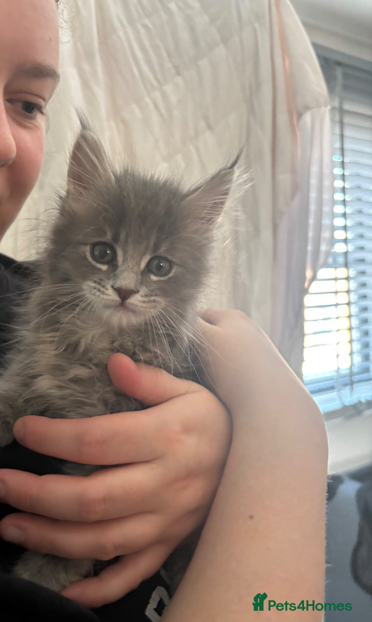 Maine Coon cats Gorgeous Maine coon female left! READY 20th JUNE - Advert 10