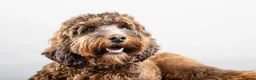 Goldendoodle dogs for sale: Quality Standard Multigenerational Puppies 🐾🐾🐾 - Advert 8