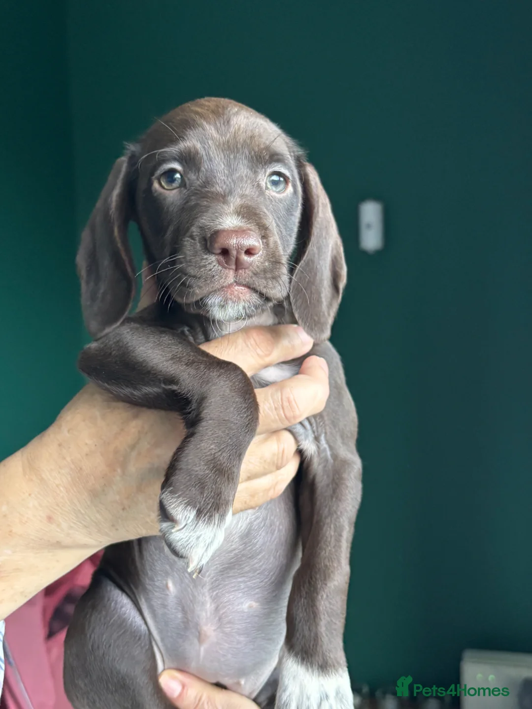 Mixed Breed dogs for sale: Spaniel x Beagle Pups - Advert 2